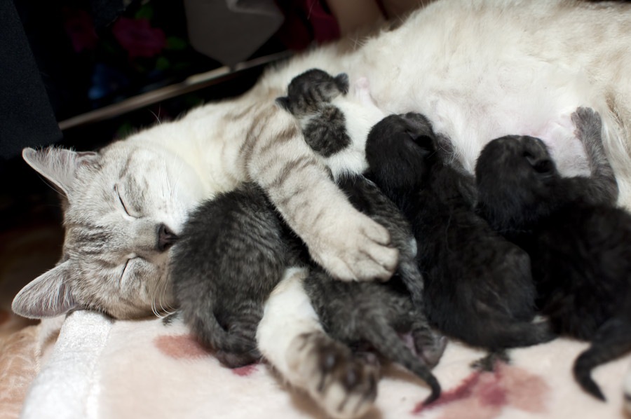 子猫を育てる母猫との付き合い方