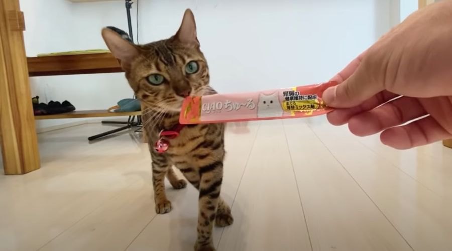 デレデレアピールでおやつをゲットした猫さん♡食べ終わればツン？