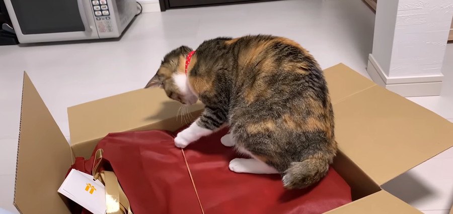 プレゼント開封の儀で猫ちゃんゴムパッチン！？