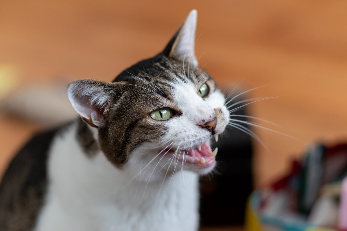 『よく鳴く猫』と『めったに鳴かない猫』の違い3選　それぞれとのうまい付き合い方も