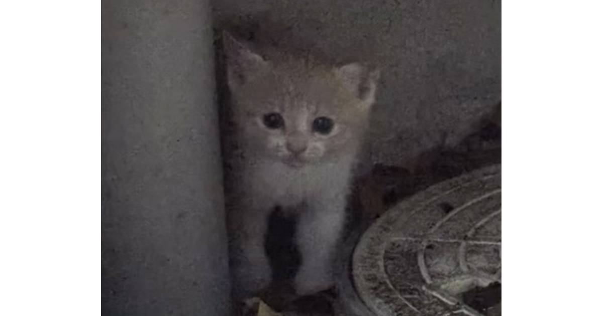 大雨の中、『ひとりぼっちで濡れている子猫がいる』と連絡…向かった結果→胸が熱くなる『結末』に「感動して泣きそう」「本当にありがとう」