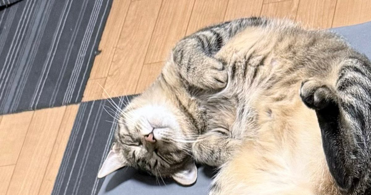 仲良く並んでくつろぐ『3匹の猫』…思わず笑顔になる『可愛すぎる寝姿』に「ネコの開きｗ」「縦列駐車いいな～」と1万いいね