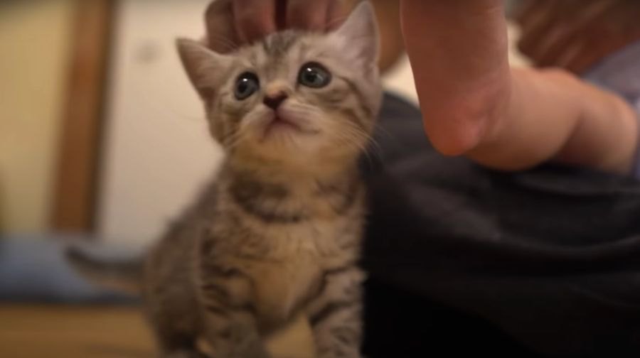 新しい家族がやってきた！ようこそ子猫ちゃん♪