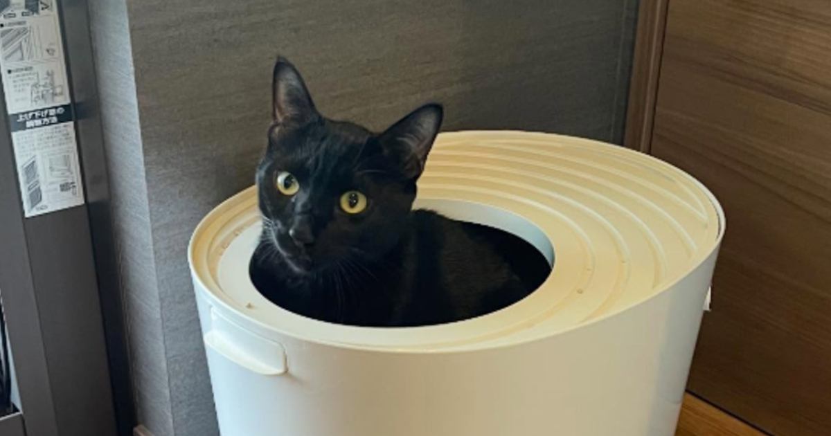 『トイレに入る黒猫』をAIで擬人化した結果…ちょっぴりホラーな『笑撃の姿』に「なんか生えてて草」「夜中に見たら怖い」と4万表示の反響