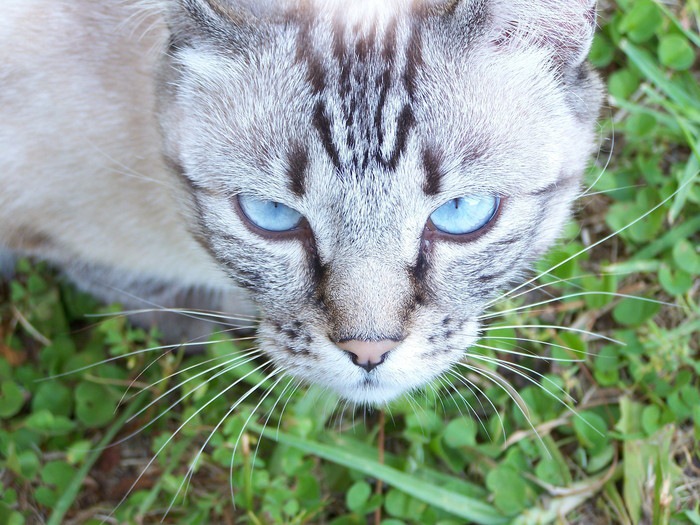 デザートリンクス｜特徴や飼い方と注意点