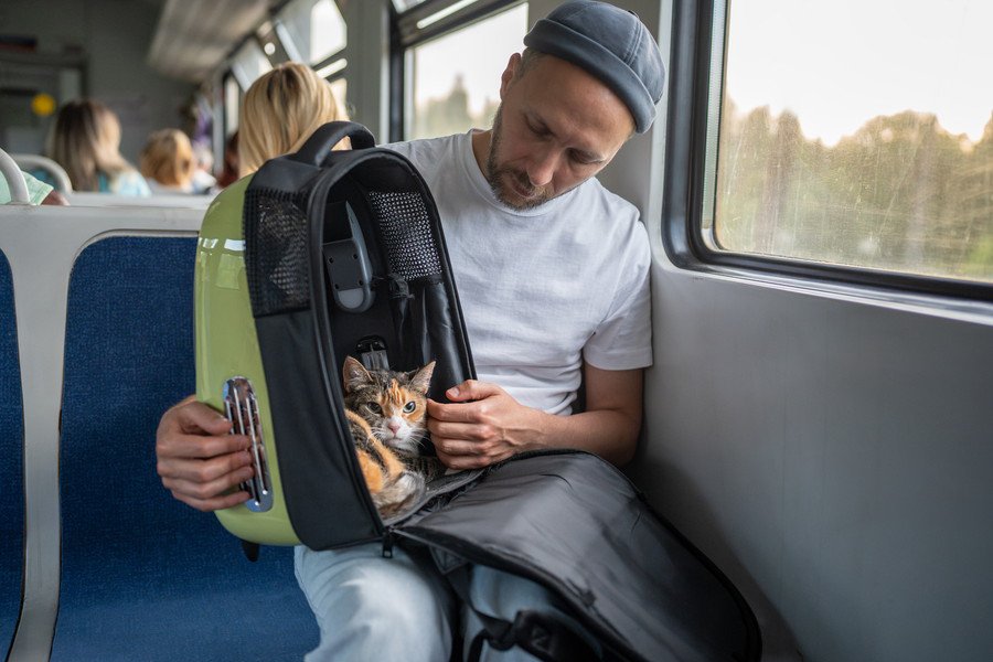 列車内で「突然鳴き出した猫」の飼い主から、鉄道会社が罰金を徴収　フランス