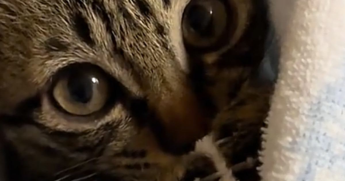 まん丸おめめで飼い主を見つめる子猫…思わずキュンとくる『かわいい仕草』に悶絶の声続出「どうにかなりそう」「あざとい」と12万再生