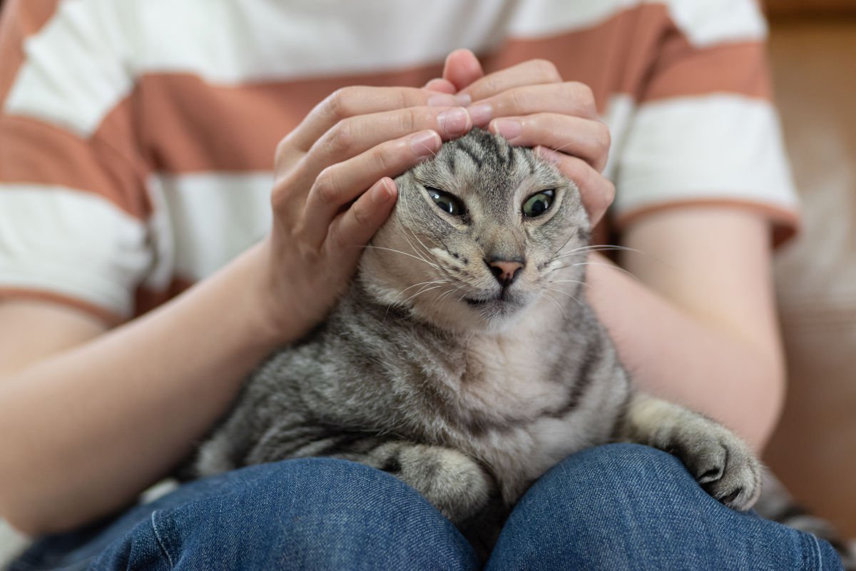 いやニャー！猫が嫌う『絶対にしてはいけない禁止行為』4選　最低な飼い主がしていることとは