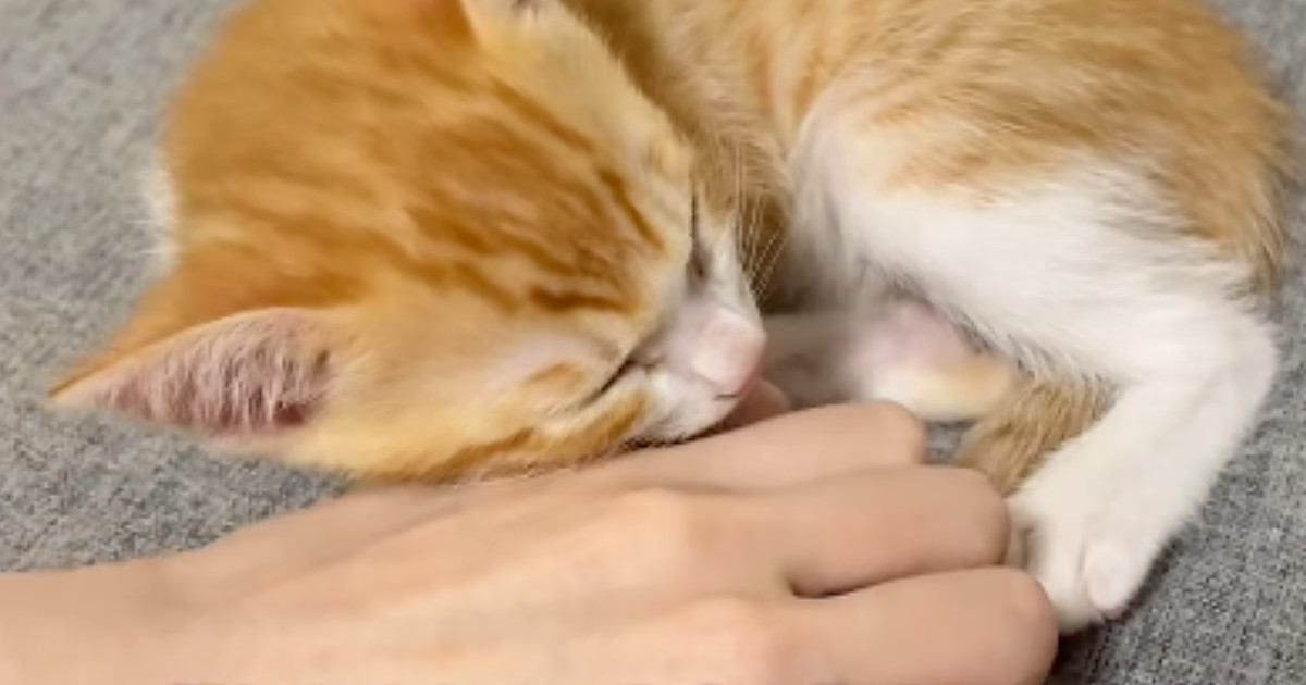 手の上で眠る子猫→飼い主がそっと手を離すと…『離れたくない様子』が尊すぎると372万再生「とっても甘えん坊さん」「何回でも見ちゃう」