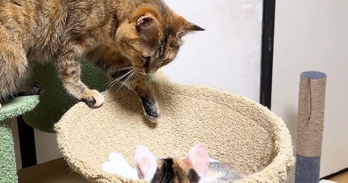 子猫たちと仲良くなりたい『シャイな先住猫』…健気な様子が可愛すぎると反響「なんて謙虚なお姉ちゃん」「仲良くなってほしい」
