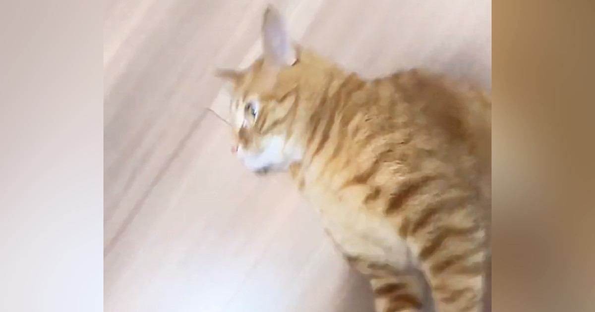 くるくる回してもらうのが大好きな猫→飼い主が手を止めると…笑ってしまう光景が58万再生「想像以上に回ってるｗ」「可愛すぎて笑った」