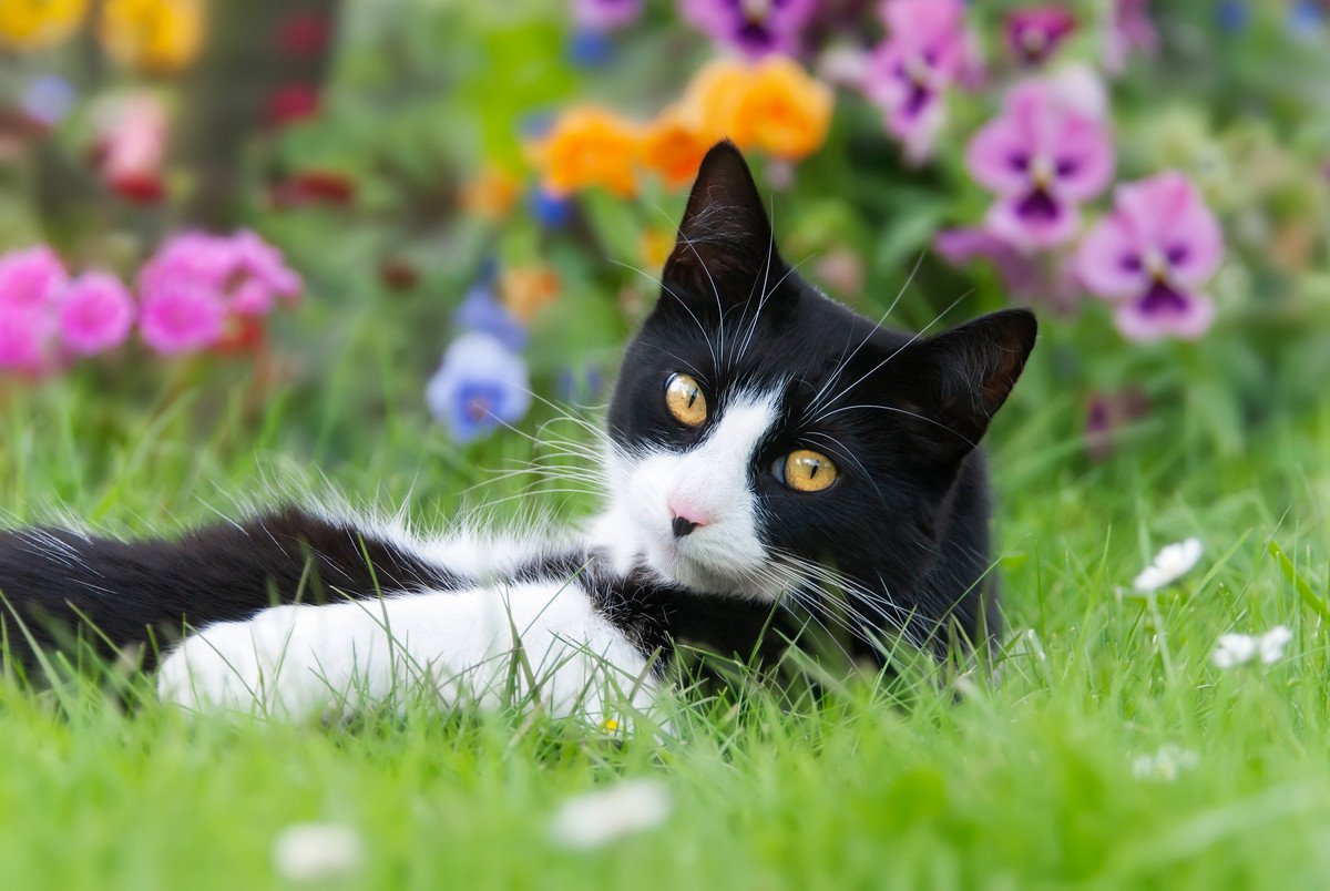 猫のいる部屋には厳禁の『危険すぎる5つの植物』理由や誤飲した場合の症状を解説