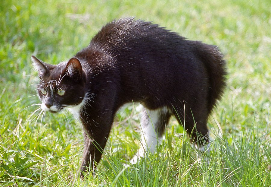 猫が緊張している時の仕草や行動10個