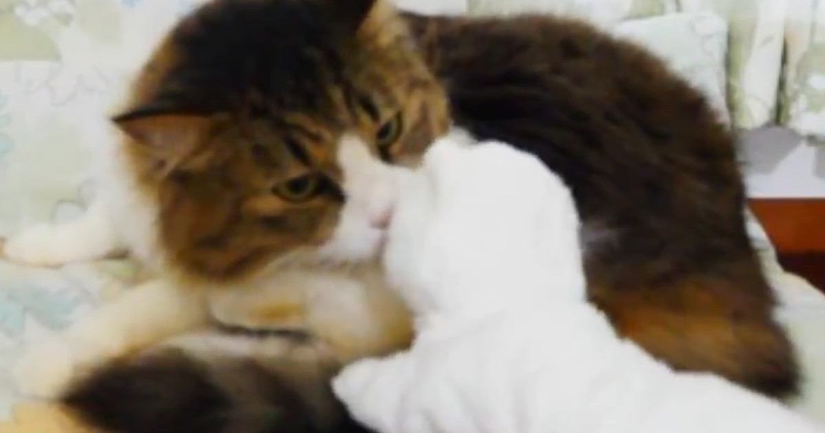 退屈そうにしていた元ボス猫→白猫のおもちゃを持っていってみると…ほっこりする光景が12万再生「賢いし優しい」「パンチすると思ったｗ」