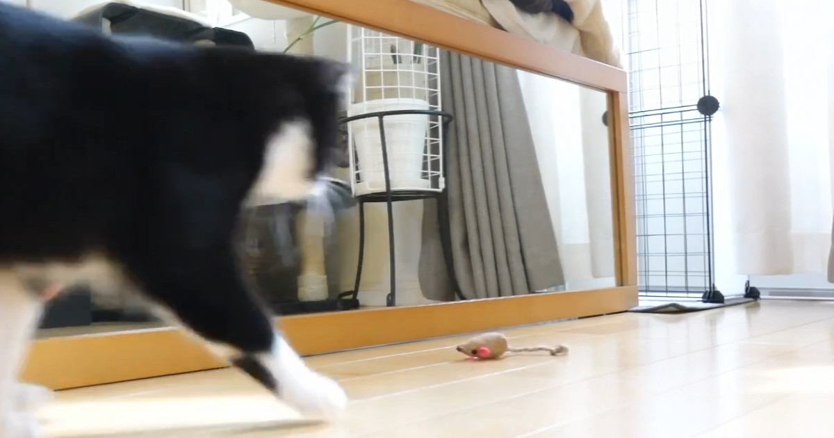 お気に入りのおもちゃで遊んでいた猫→『鏡に映った自分』に驚いて…まさかの行動に「驚き方の癖が強いｗｗ」「何度見ても爆笑」の声