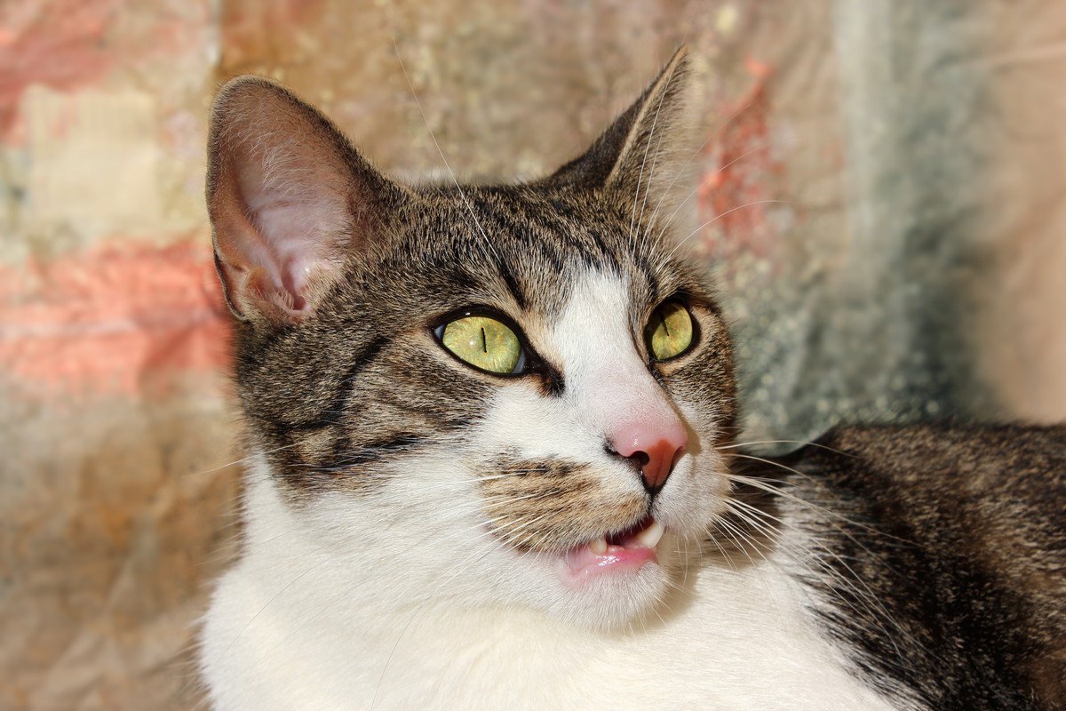 猫に『フレーメン反応』をさせるもの4選　独特の変顔になっちゃう理由も解説