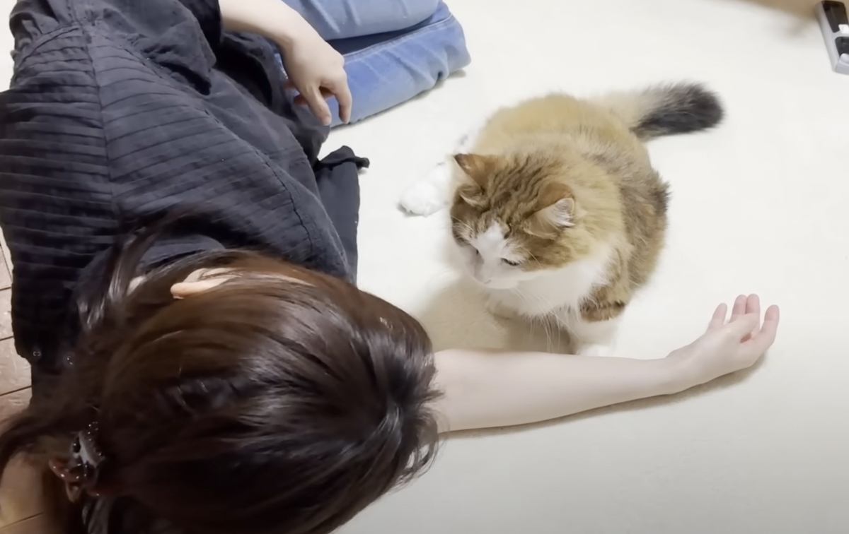 甘えてくる猫に『あっち向いてゴロンして』と言ってみたら…賢すぎる『まさかの瞬間』に「思わず声出た」「母ちゃんうらやましいー」と4万再生