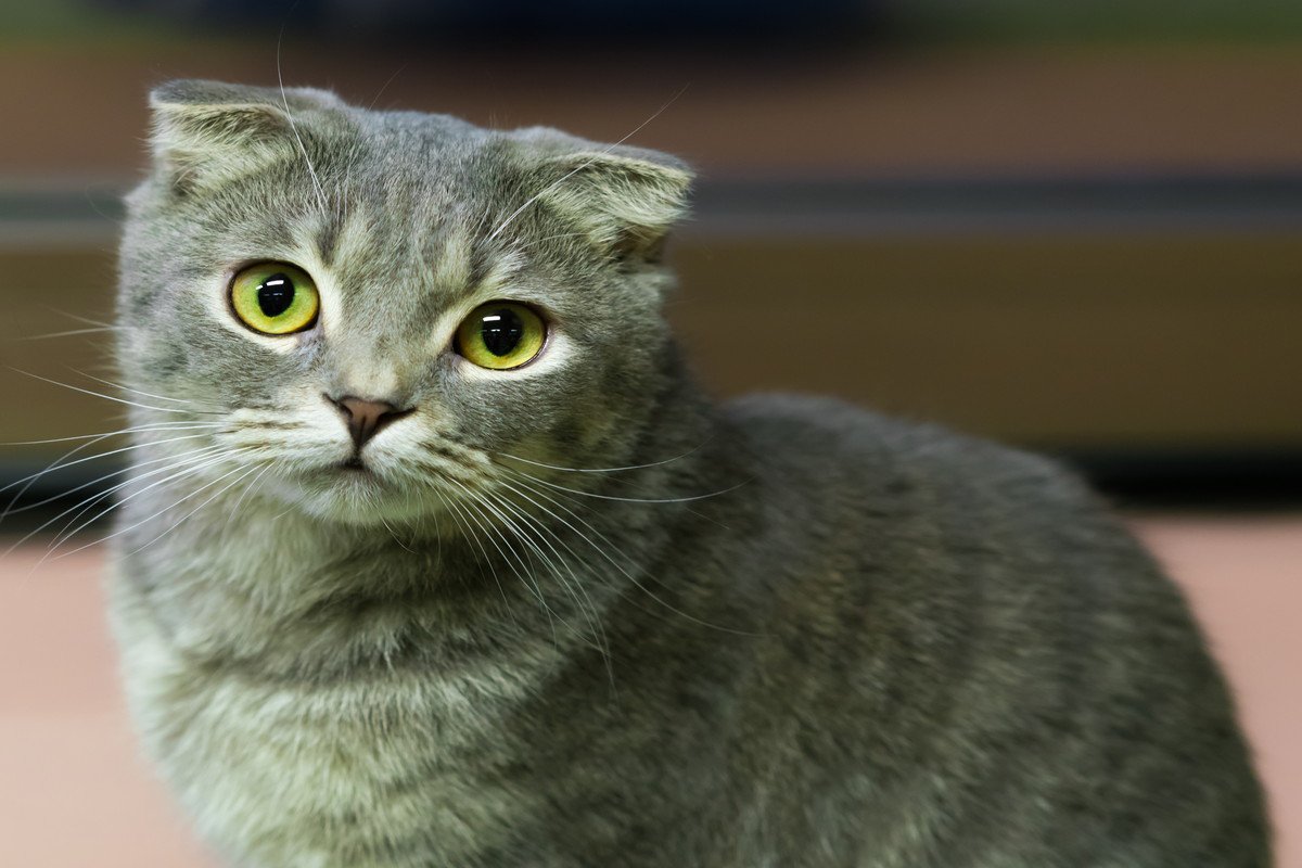 『寿命が短い』とされている猫種7選　注意すべき病気から長生きの秘訣まで解説