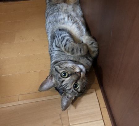 猫がおねだりしている時の仕草や行動５つ