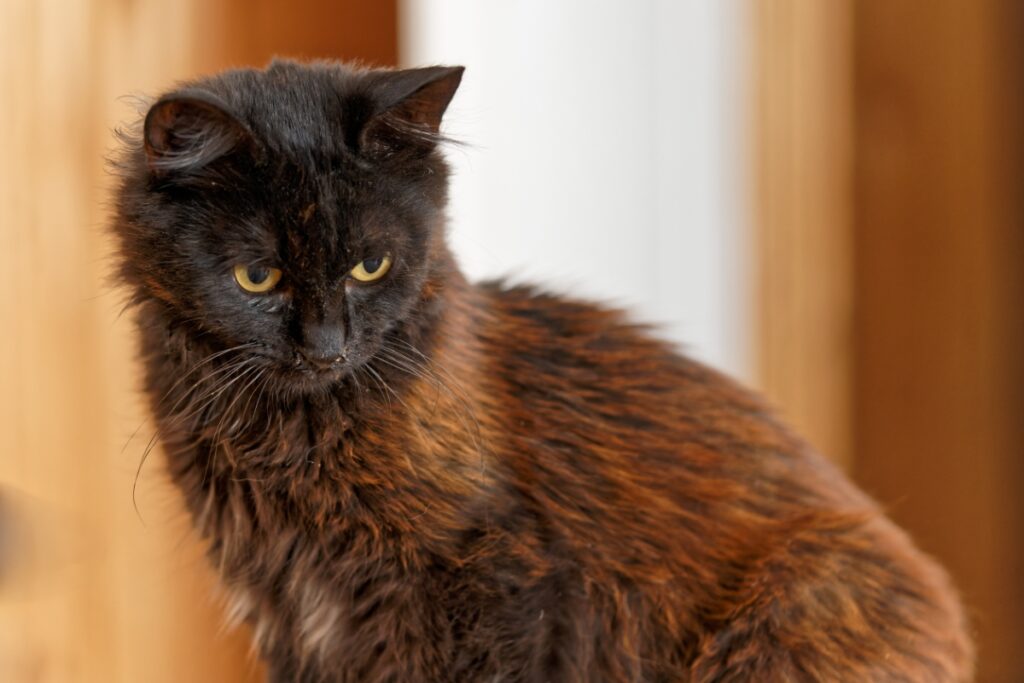 【獣医師監修】ヨークチョコレートってどんな猫？特徴や性格から飼う前の注意点・価格相場まで徹底解説