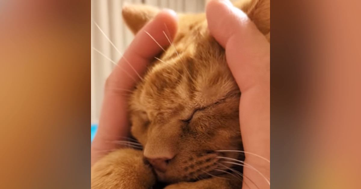 気持ちよさそうに『マッサージされる茶トラ猫』…手を止めた瞬間の『まさかの反応』が50万再生「思わず叫んだｗ」「悪い笑い方してるｗ」