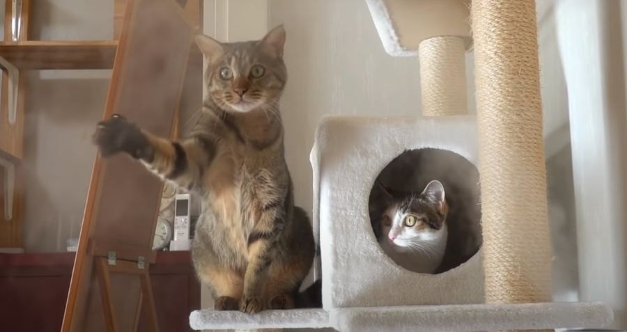 初めての加湿器！水蒸気が気になって必死に手を伸ばす猫ちゃん♪