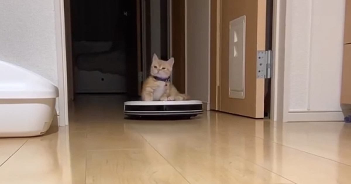 奥からやって来るロボット掃除機→上に乗っていたのは…思わず笑っちゃう『子猫の様子』が220万再生「吹いてしまった」「可愛すぎるｗ」