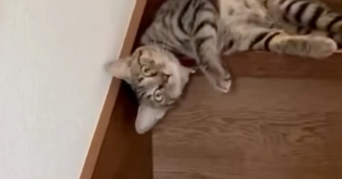飼い主が帰ってきたことに気づいた猫…あまりにも独特な『お出迎えの仕方』が84万再生「クセが強いんじゃｗ」「ニャン体動物か」