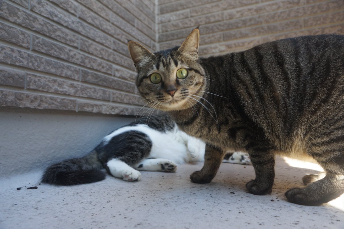 猫を保護したらやること　飼い方や飼えないときの対処法