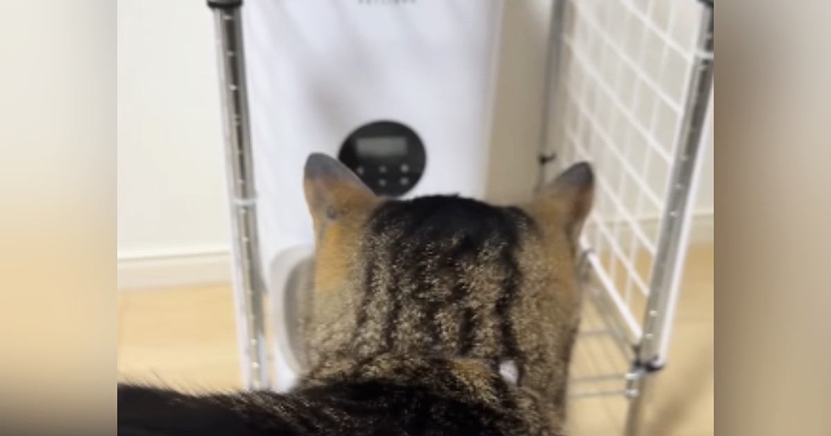 自動給餌器の周りをうろうろする猫→『ごはんの出てくる音』が聞こえると…可愛すぎる光景が14万再生「笑ってしまったｗ」「いい反応ｗ」