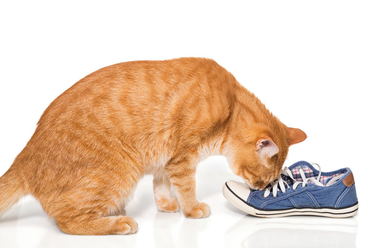 猫のテンションが上がる『身近なアイテム』5選　興味を示しやすい理由や気を付けたいことまで