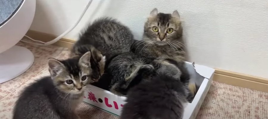 断乳したいママ猫さんと、おかわり頂きたい子猫ちゃんたち