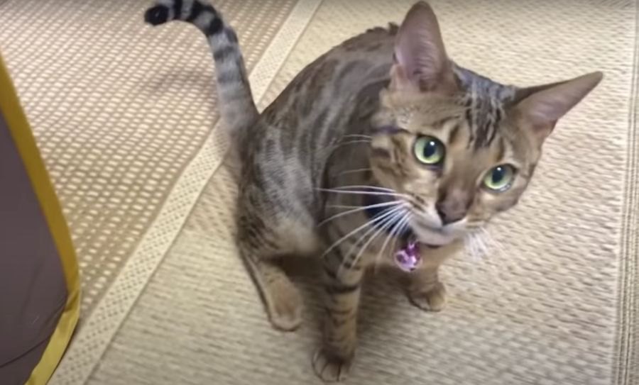 ウロウロ落ち着かない！飼い主さんの実家に来た猫さん！