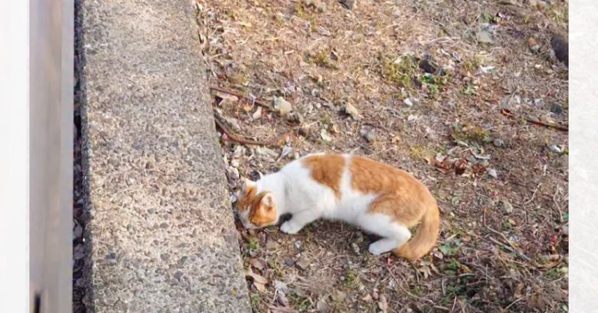 捨てられて『空腹で土を食べていた猫』が保護された結果…涙あふれる『現在の様子』に「本当にありがとう」「頑張った分幸せになるんだよ」