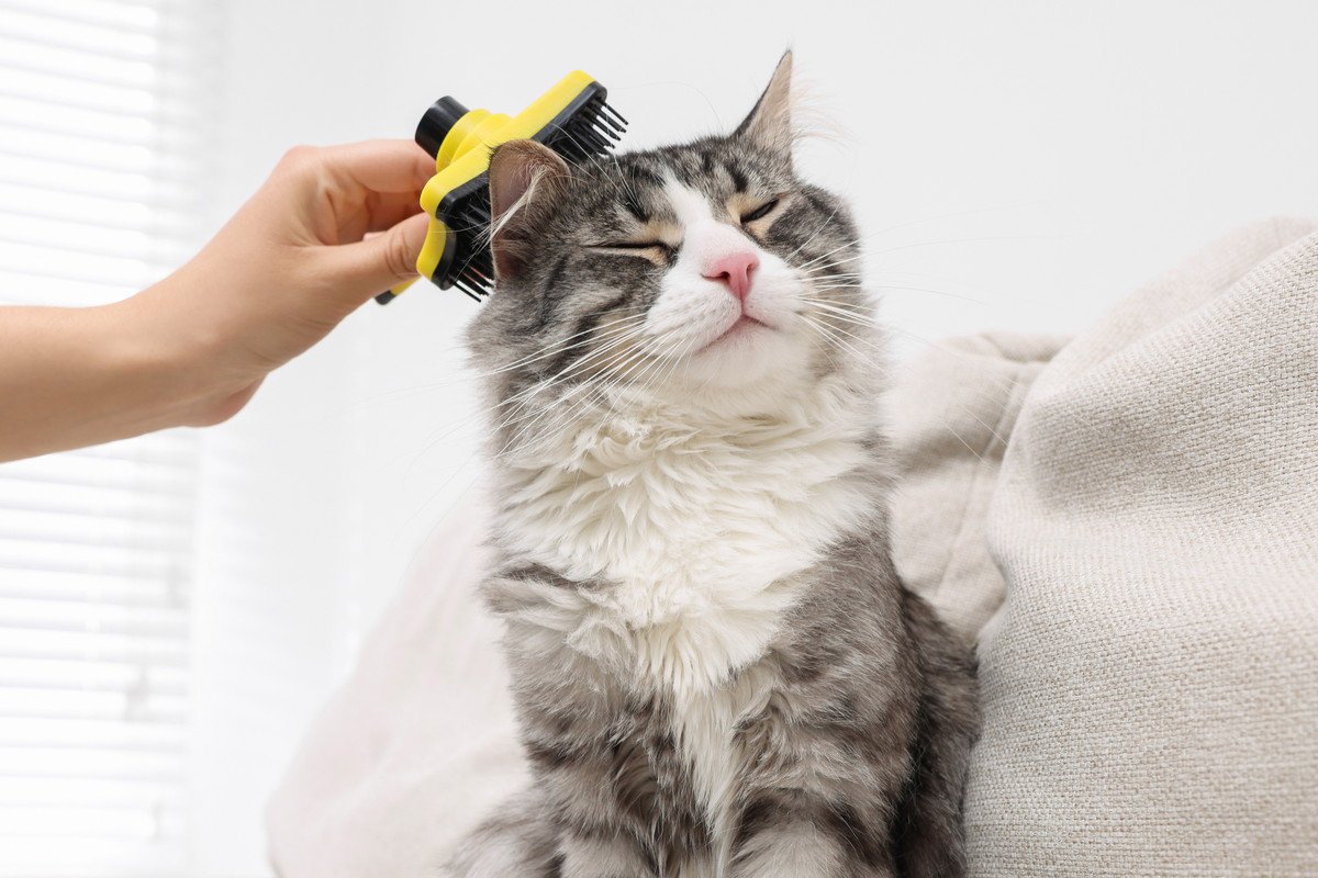 新しく猫を迎えるとき、使いまわしてもOK？NG？　アイテム別に解説