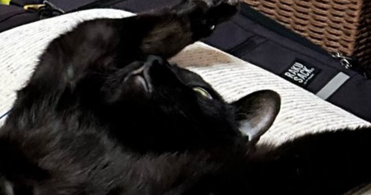 寝転がるネコの前で『両手を大きく広げてみたら』…思わず笑顔になる『まさかの光景』に4万いいね「ピラティスみたい」「ほっこりした」