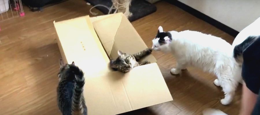 愛が重い？！猫ちゃんたちの三角関係