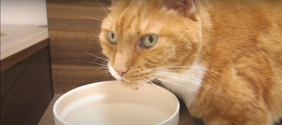 まずはカキカキしてから♪水飲み儀式を欠かさない猫ちゃん