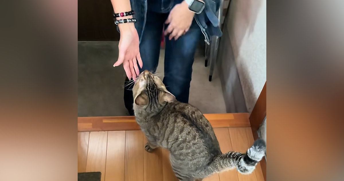 初対面のお客さんが家に来たら、猫が…信じられないほどの『熱烈歓迎』が11万再生「お出迎えスタイルが可愛いｗ」「抱きしめたい」