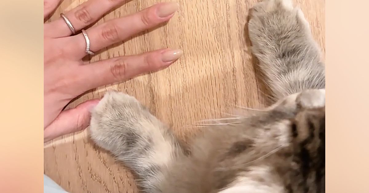 猫におててを開いてほしくて、自分の手をパーにして見せていたら…予想外の『可愛すぎる行動』に「悶絶した」「たまらん」と8万再生
