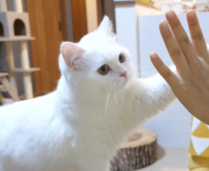 クリッカーの成果！猫ちゃんのハイタッチ！