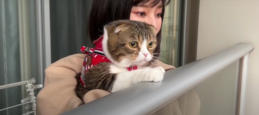 雨なのに外出したい猫くん…！ベランダで満足してくれる？