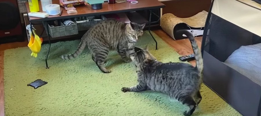 先制攻撃をしかける弟猫！受けて立つ兄猫くんの戦略は…！？