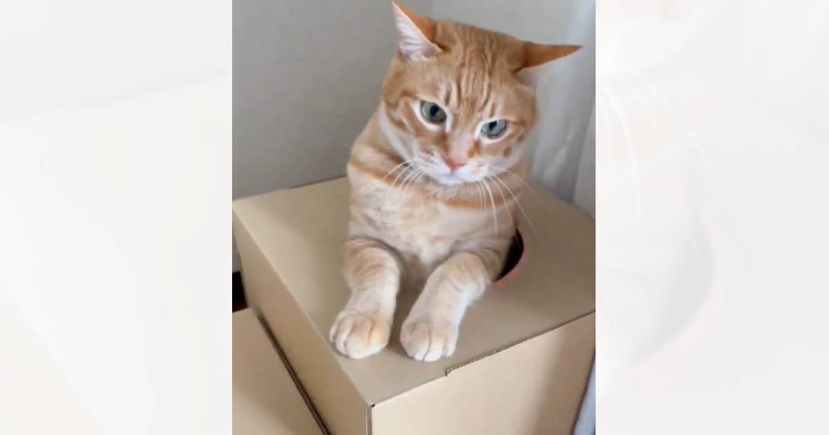 穴が開いた箱に入っている猫→潜るときの『手』を見てみると…『まさかのポーズ』がたまらないと228万表示「可愛すぎて声でたｗｗ」