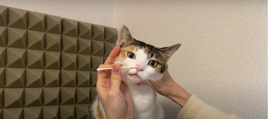 こちょこちょ♪不定期で開催される猫ちゃんの鼻掃除