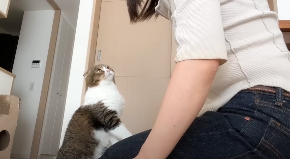 生まれて初めて『まる一日お留守番した猫』→帰ってきた飼い主を見たときの"反応"が…「健気で涙」「泣けてくる」と21万再生の反響