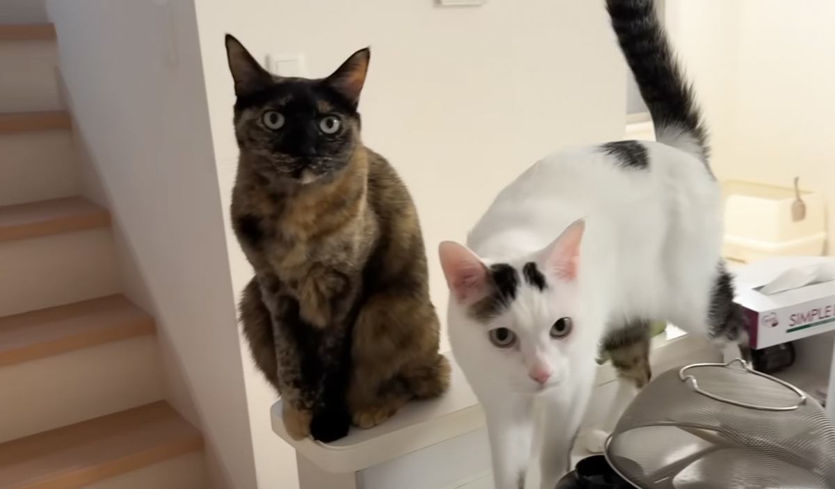 ご飯の1時間前に5匹の猫たちがいる部屋に行ったら…思わず笑っちゃう『可愛い勘違いの様子』に「ご飯に対する熱意を感じるｗ」「ウロウロｗ」