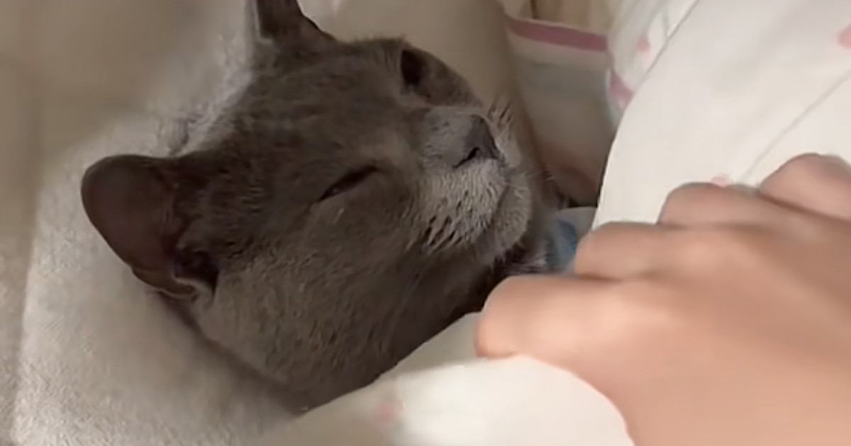 布団から顔を出して寝ていた猫→そっと布団をめくってみたら…まるで人間のような反応が68万再生「あかん可愛すぎるｗ」「表情がいいね」
