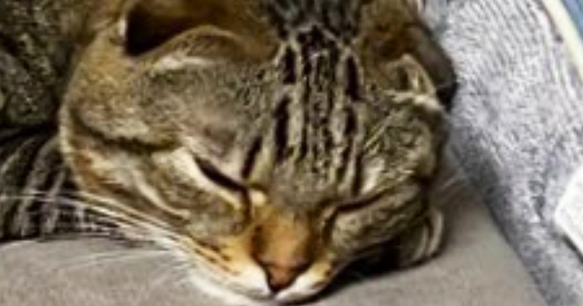 「ウナギみたいになってるｗ」ソファの上でくつろぐ猫…心配になるほどの『まさかの体勢』に3万いいね「しなやか過ぎｗ」「液体」