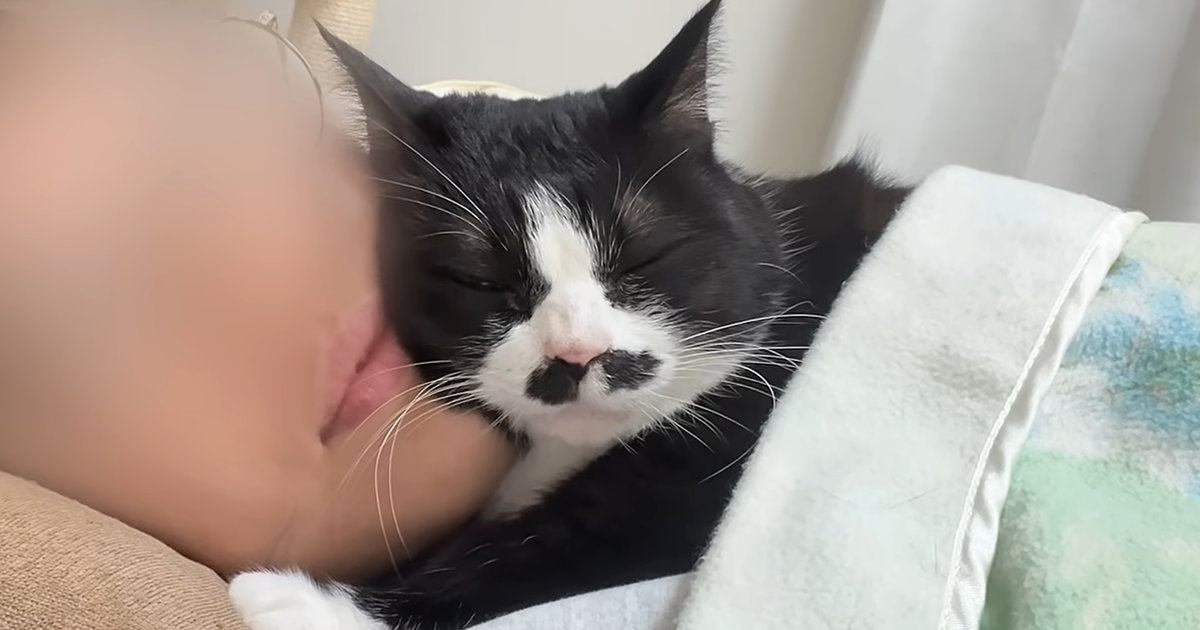 超甘えん坊な猫が眠りにつくまで…尊すぎる『ナイトルーティン』に癒される人が続出「好きでたまらんのねｗ」「likeじゃなくてlove」